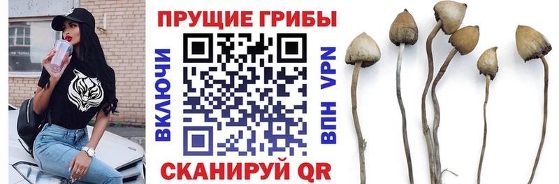 Галлюциногенные грибы прущие грибы  купить закладку  Чекалин 